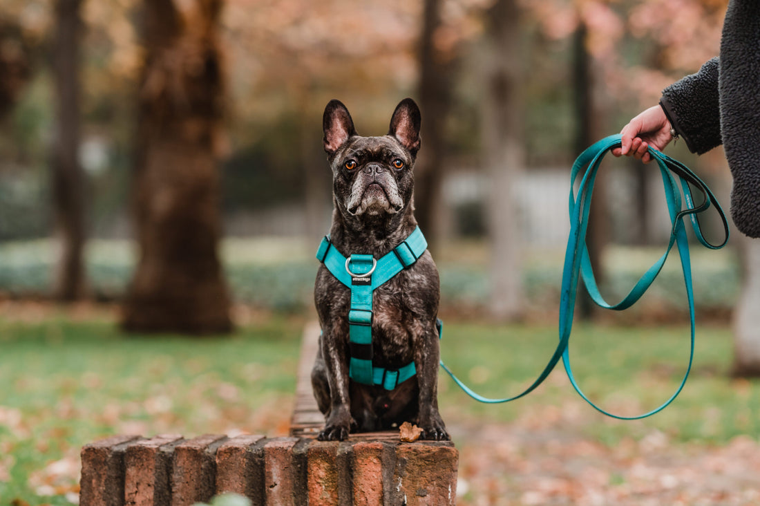 ¿Qué arnés elegir para mi perro? Conoce todos los usos y beneficios