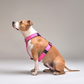 Arnés Strap para Perros - MODELO ANTIGUO - Pink - Talla S