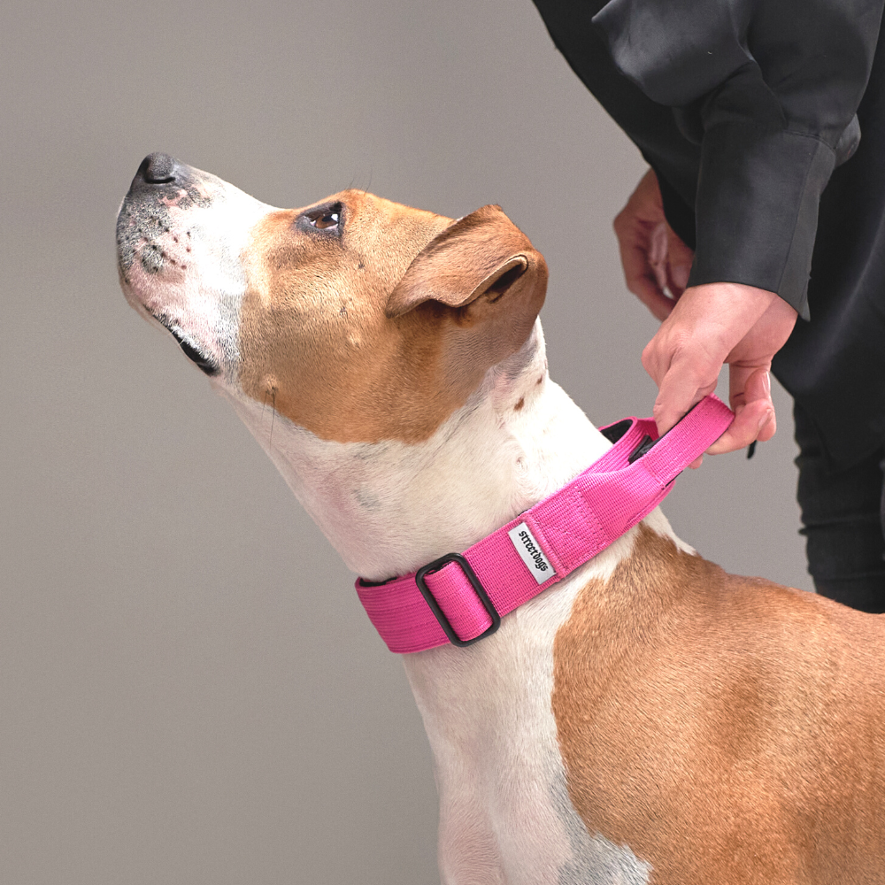 Collar Combat 4 cm para Perros - Street Dogs - Pink