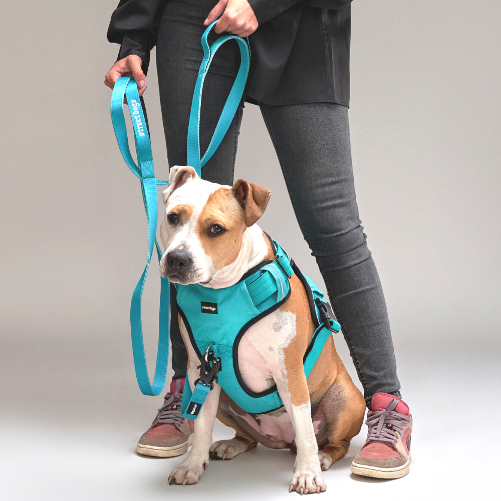 Correa Larga para Perros - Tactic | 5 mts | Turquoise