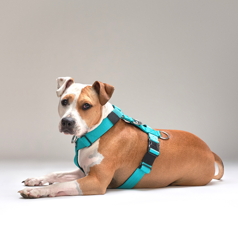 Arnés Strap para Perros - Street Dogs - Turquoise