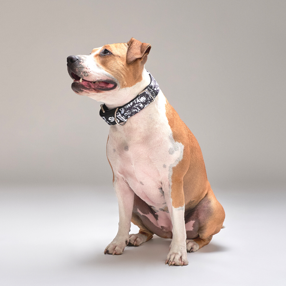 Collar Regular 3,8 cm para Perros - Street Dogs - Camo
