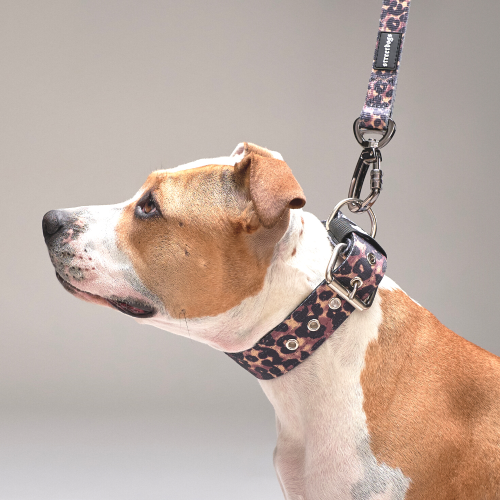 Collar Regular 3,8 cm para Perros -  Street Dogs - Animal Print